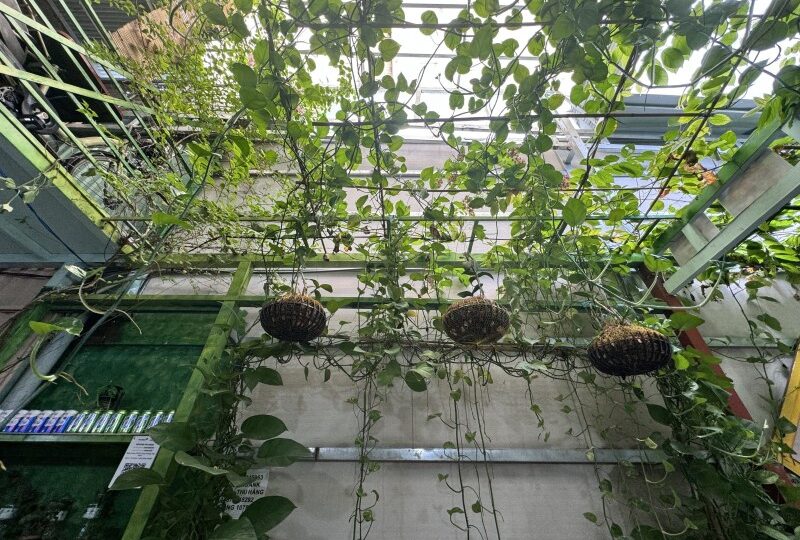 Mua bán nhà Đường số 11A, An Khánh, Quận 2