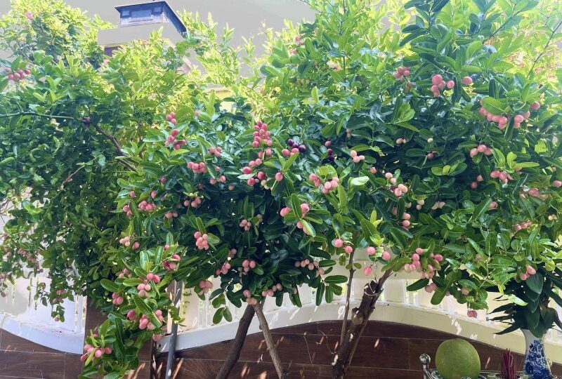 Mua bán biệt thự Phước Long A, Quận 9